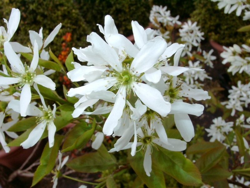 AMELANCHIER PRINCE WILLIAMS