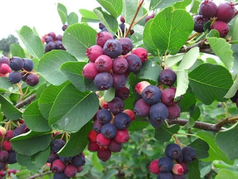 AMELANCHIER CAN. RAINBOW PILL.