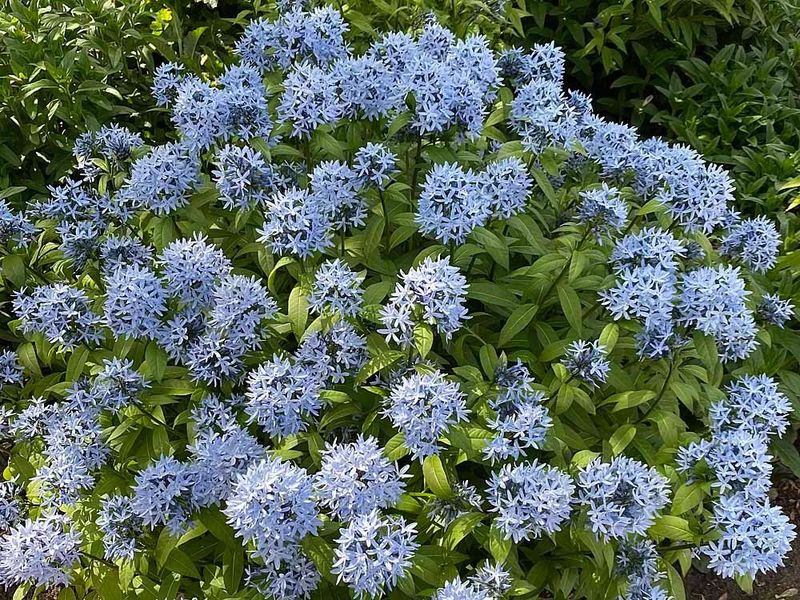 AMSONIA TABERNAMONTANAE