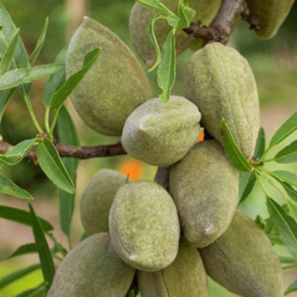 AMYGDALUS VULGARIS