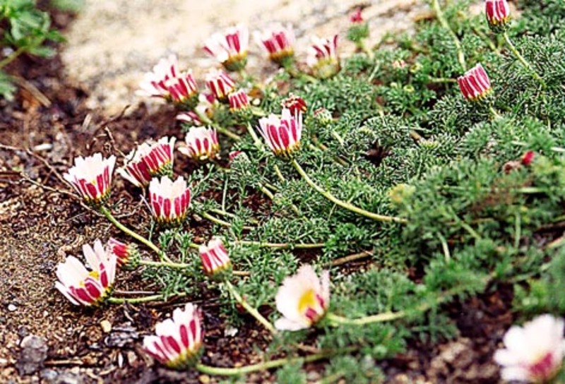 ANACYCLUS DEPRESSUS