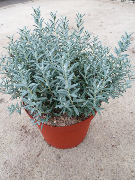 ANDROMEDA POL. BLUE LAGOON