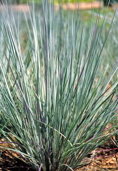 ANDROPOGON SC. PRAIRIE BLUES