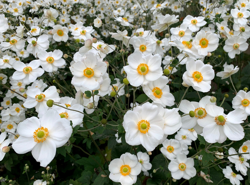 ANEMONE HYB. ANDREA ATKINSON