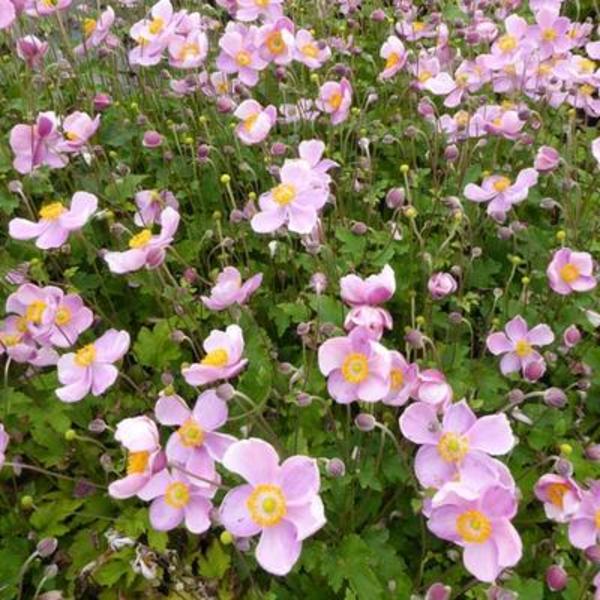ANEMONE DWARF ROSE
