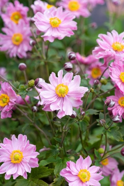 ANEMONE HYB.FANTASY POCAHONTAS