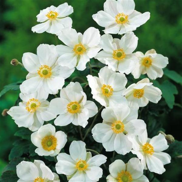ANEMONE HONORINE JOBERT