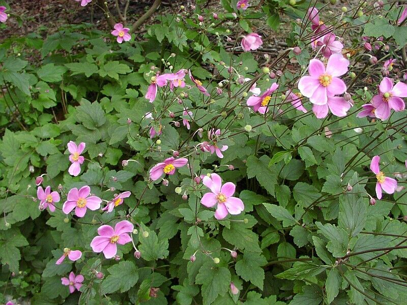 ANEMONE HUPEHENSIS MIX