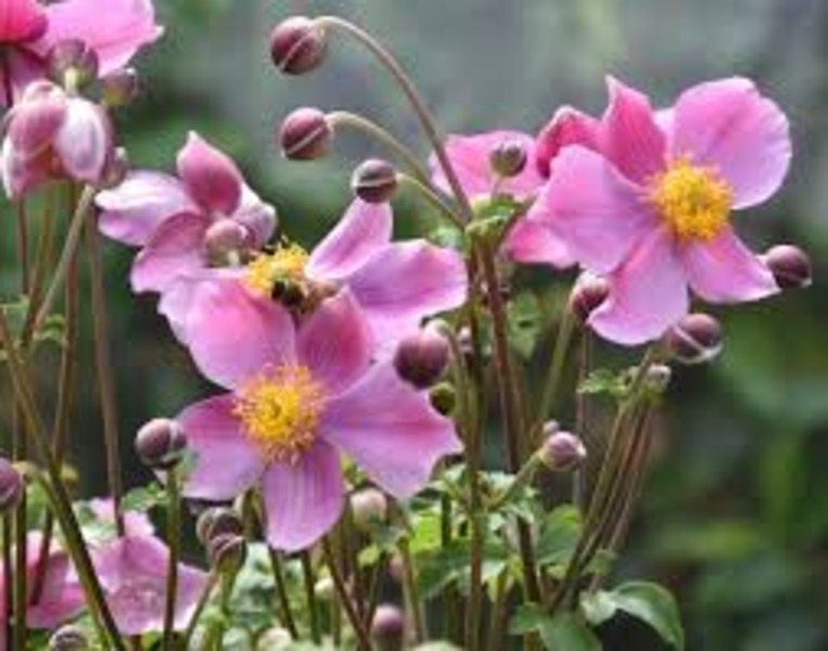 ANEMONE HUPEHENSIS