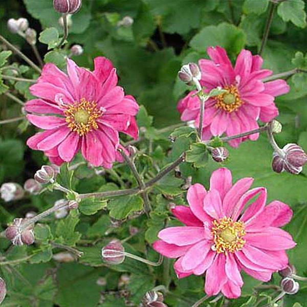 ANEMONE HUPEHENSIS PAMINA