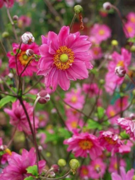 ANEMONE HYB. MARGARET