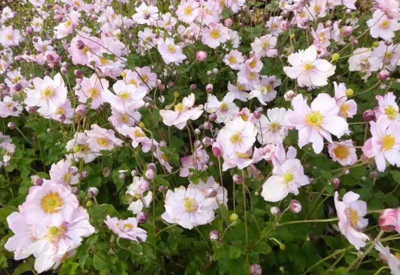 ANEMONE HYB. K&Ouml;NIGIN CHARLOT