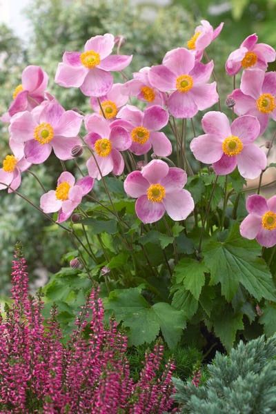 ANEMONE HUPEHENSIS LITTLE PR.