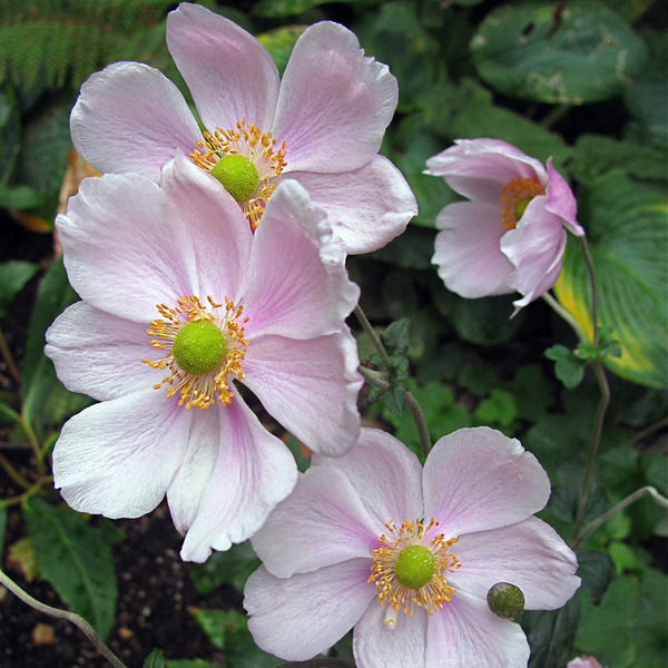 ANEMONE HUPEH. PINK SAUCER