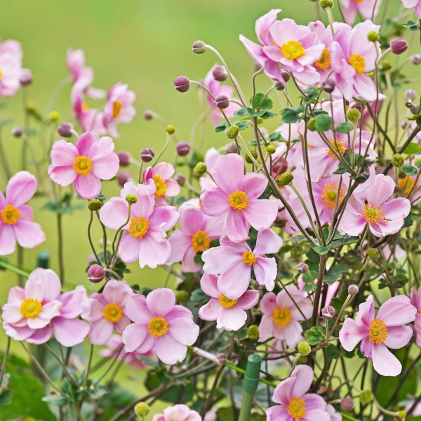 ANEMONE HYB. ROBUSTISSIMA