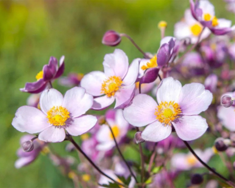 ANEMONE HUP. ROSE SHADES