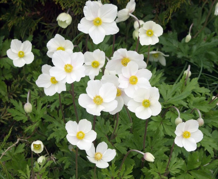 ANEMONE SYLVESTRIS