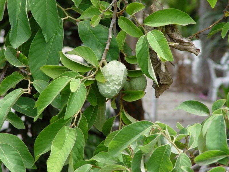 ANNONA CHERIMOLA