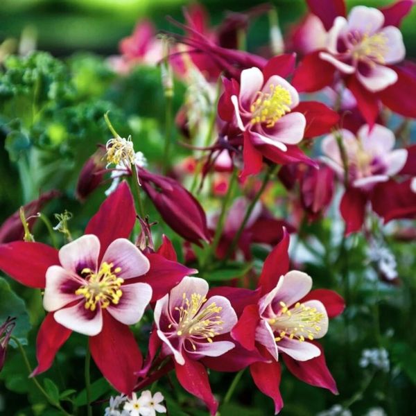 AQUILEGIA CRIMSON STAR