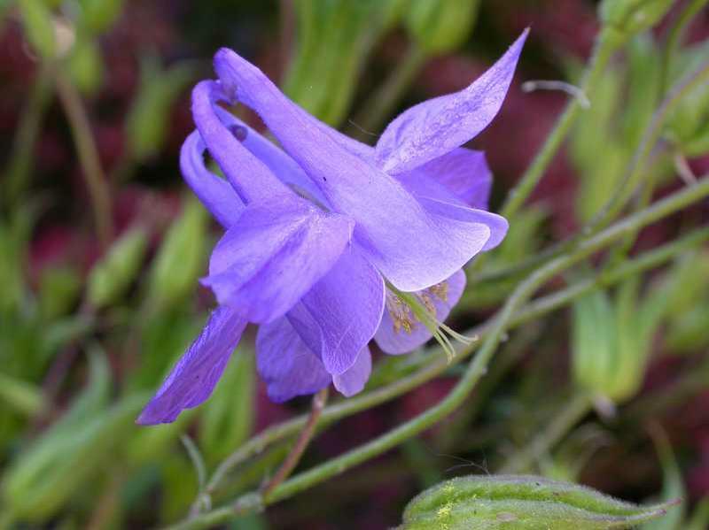 AQUILEGIA VULG.GRANDMOTHERS G.