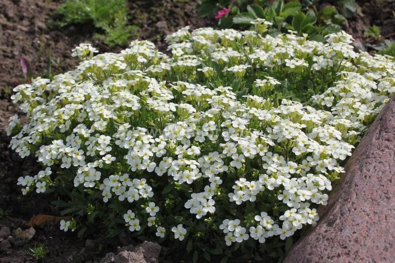 ARABIS CAUCASICA PIXIE CREAM