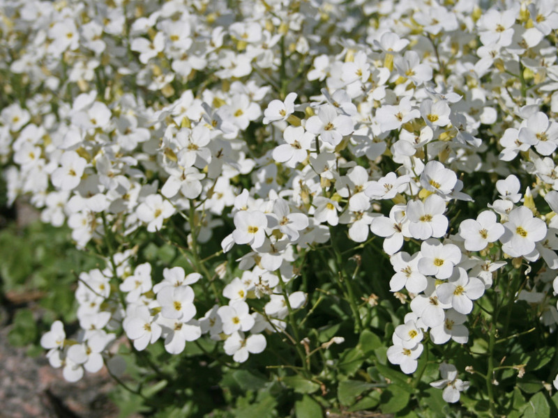 ARABIS CAUCASICA PIXIE CREAM