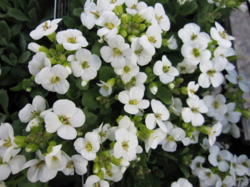 ARABIS CAUC. L. TREASURE WHITE