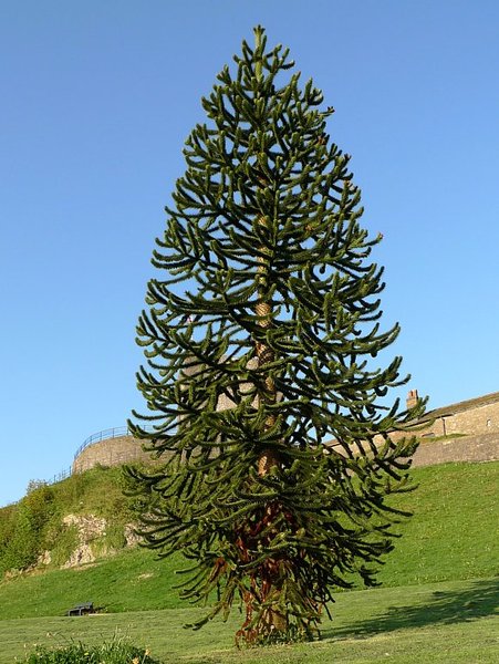 ARAUCARIA ARAUCANA