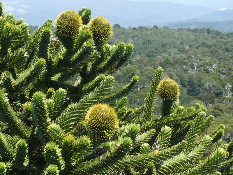 ARAUCARIA ARAUCANA
