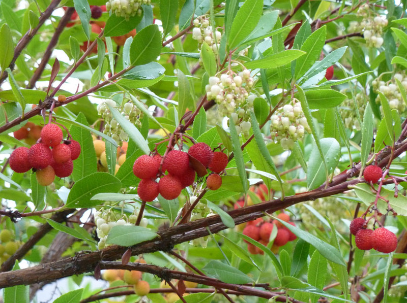 ARBUTUS UNEDO