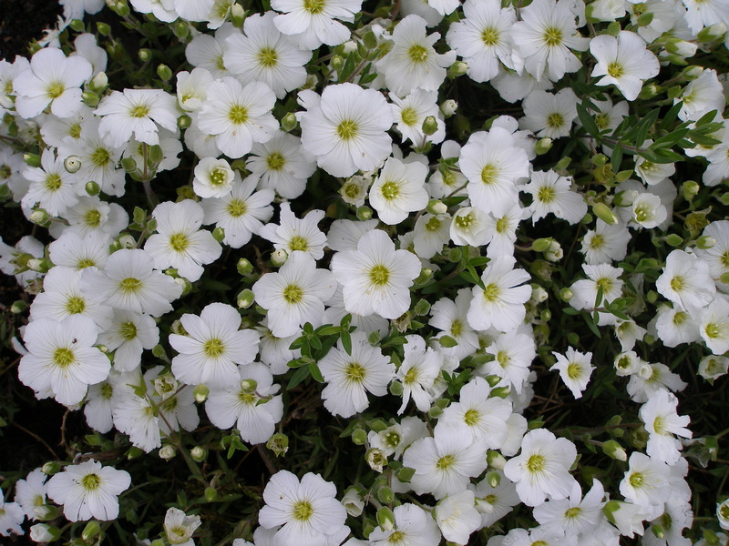 ARENARIA MONTANA