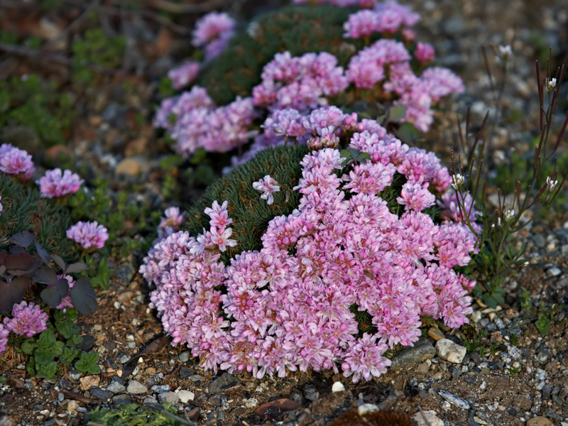 ARMERIA JUNIPERIFOLIA