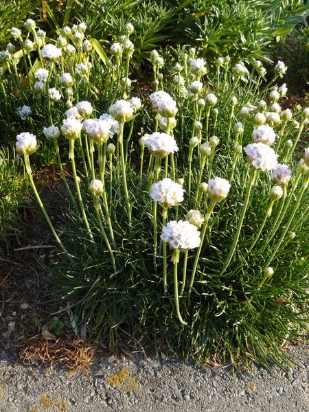 ARMERIA MARITIMA ALBA