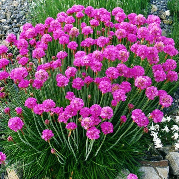 ARMERIA MARITIMA DÜSS. STOLZ