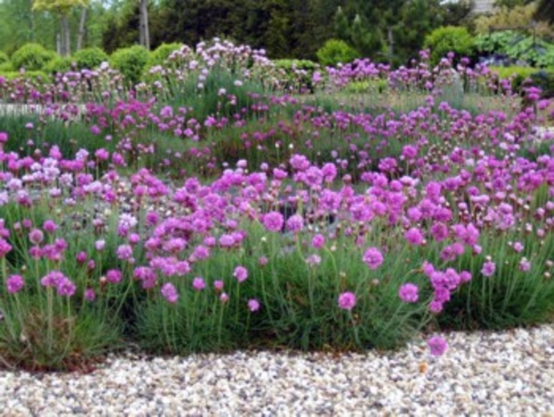 ARMERIA MARITIMA MIX