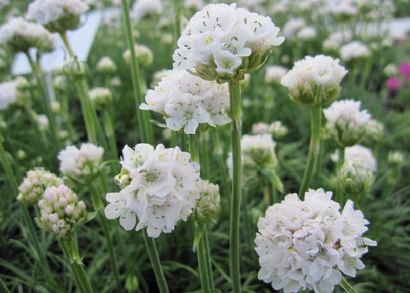 ARMERIA PSEUD. BALL WHITE