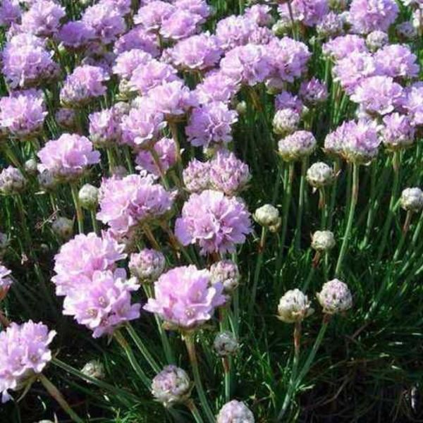 ARMERIA MARITIMA ROSEA