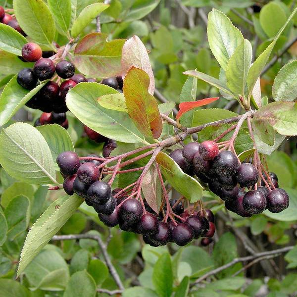 ARONIA MELANOCARPA HUGIN