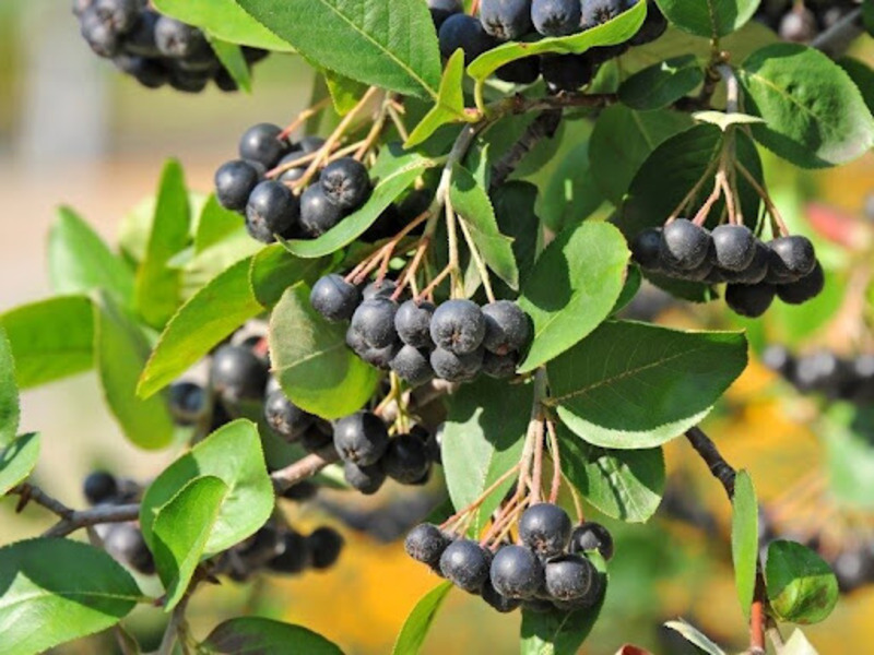 ARONIA MIRSCHURINII AMIT
