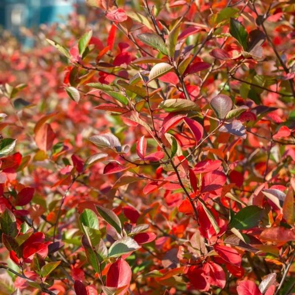 ARONIA PRUNIFOLIA HUGIN