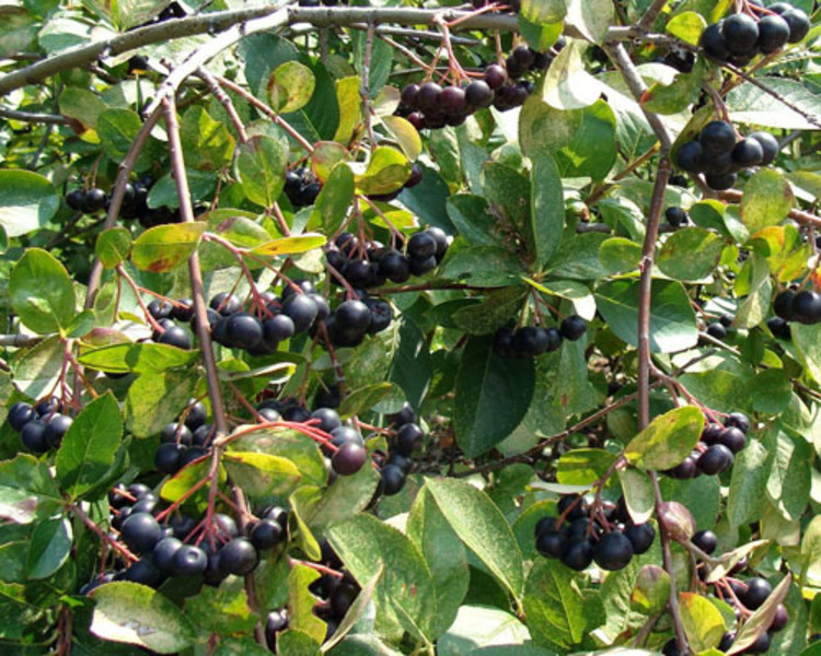 ARONIA MELANOCARPA VIKING