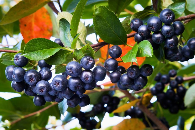 ARONIA MELANOCARPA NERO