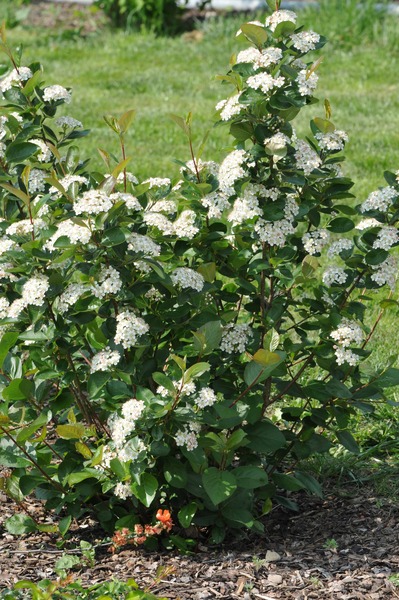 ARONIA MELANOCARPA NERO