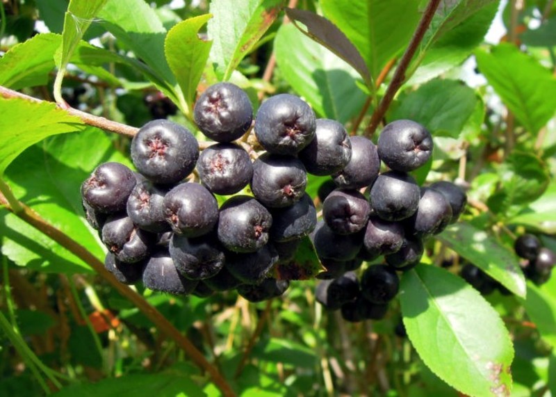 ARONIA PRUNIFOLIA NERO