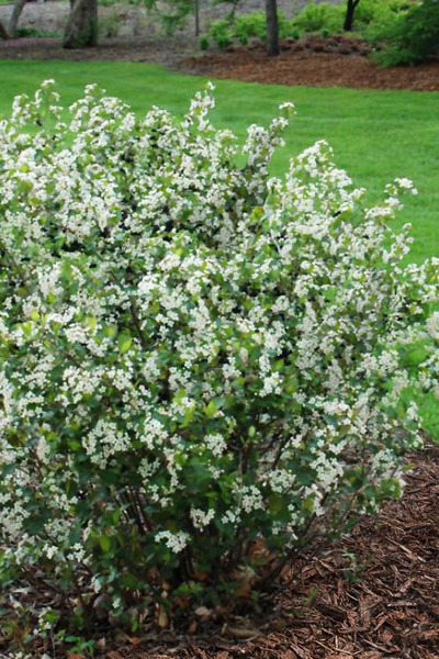 ARONIA MELANOCARPA VIKING