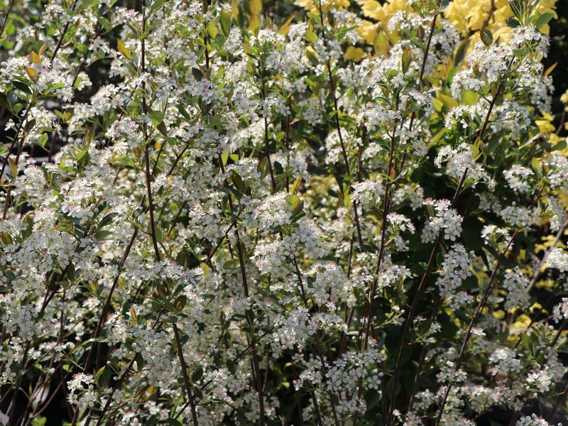 ARONIA PRUNIFOLIA HUGIN