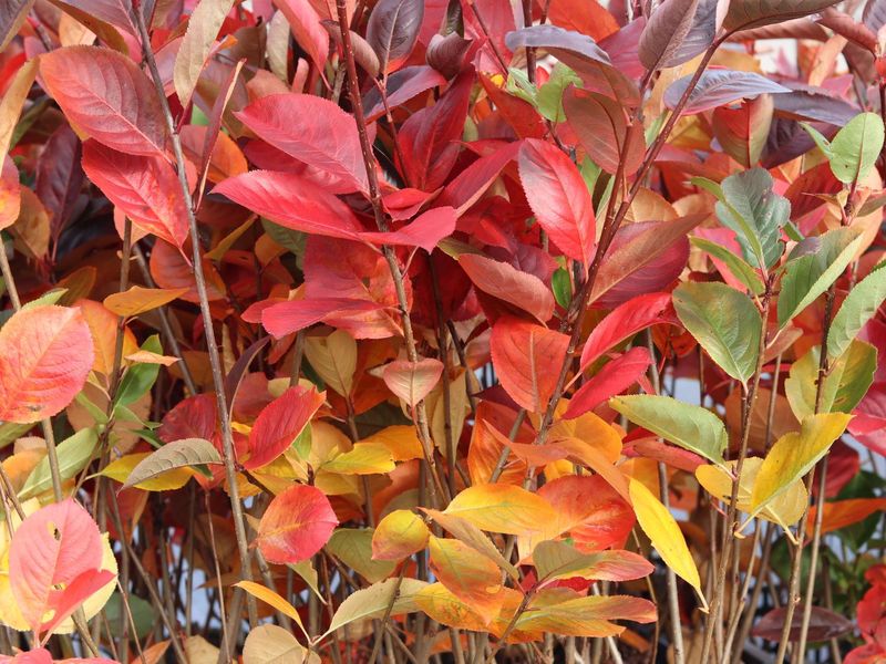 ARONIA MELANOCARPA NERO