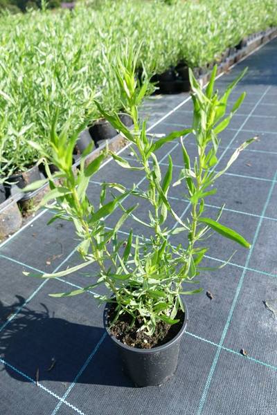 ARTEMISIA DRACUNCULUS