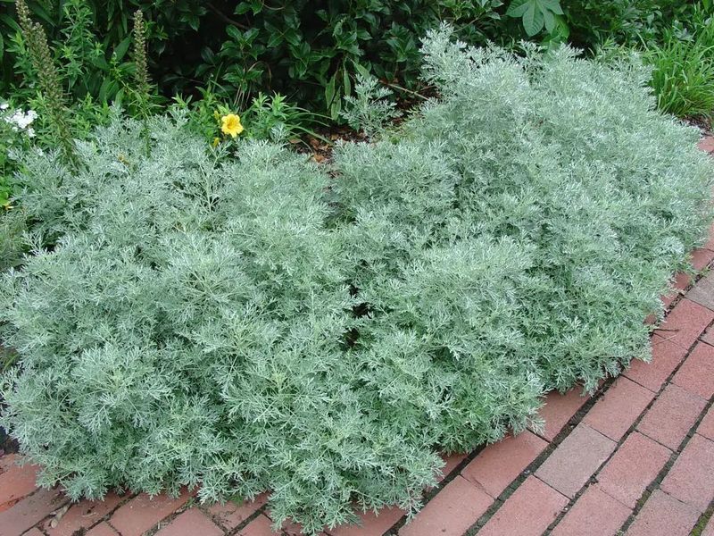 ARTEMISIA ARBORESCENS POWIS