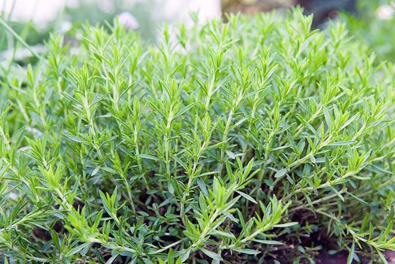 ARTEMISIA DRACUNCULUS